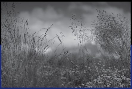 Photographie en noir et blanc de l'artiste; prairie fleurie vue depuis le sol