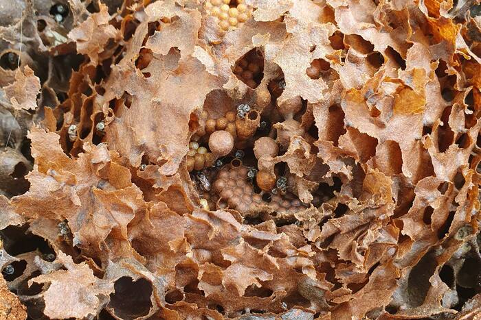 Formation de méliponiculture