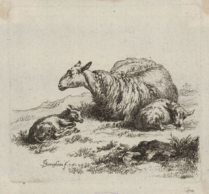 Brebis couchée avec deux agneaux