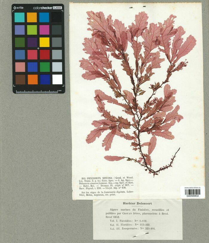 Planche d'herbier d'une algue marine collectée dans le Finistère à Brest en 1852