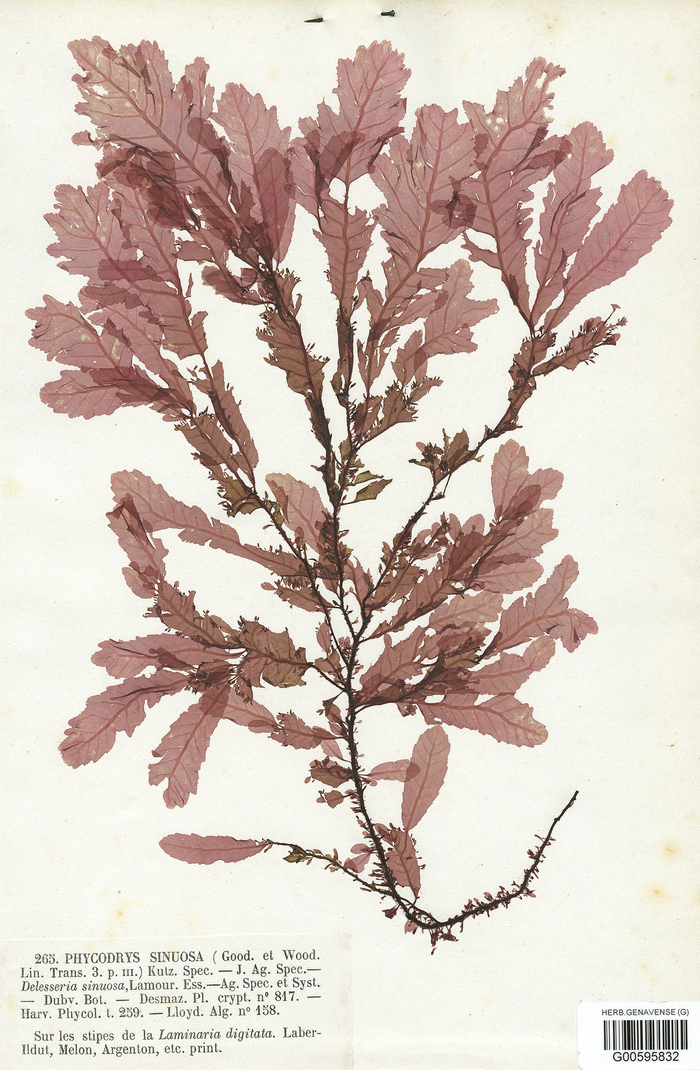 Specimen d’herbier d’une algue rouge, Phycodrys rubens (L.) Batters, recueillie par P.L. Crouan et H.M. Crouan en 1852 à Brest, en France