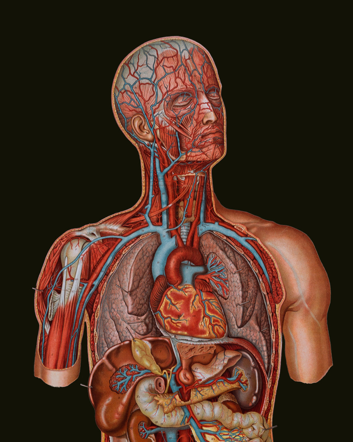 Planche anatomique du haut d'un corps d'homme sur laquelle on voit ses organes