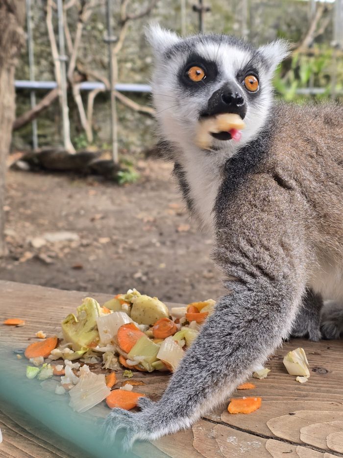 lémurien Bioparc