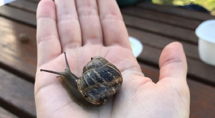 WWF Genève escargot