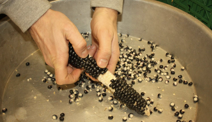 Collection des graines de maïs