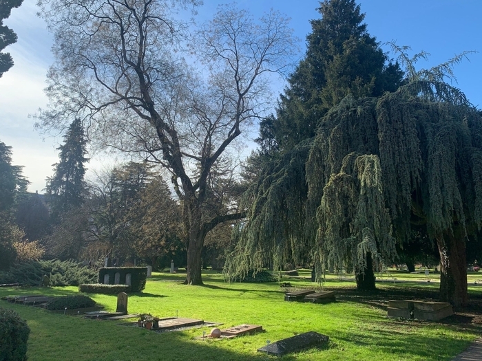 Cimetière et arbres