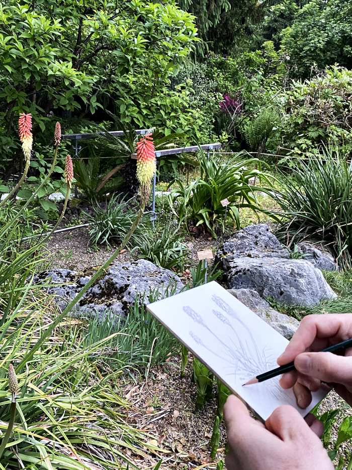 Lisa Anzellini Personne dessinant une plante dans un jardin botanique