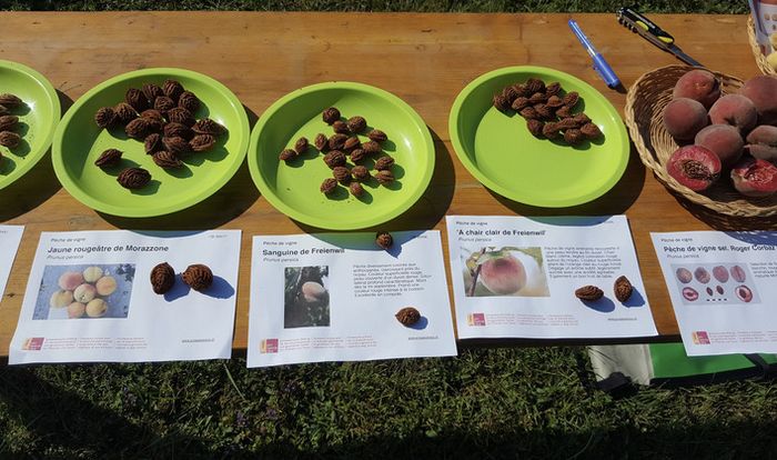 Variétés des pêches de vignes dans différents plats, exposées sur une table