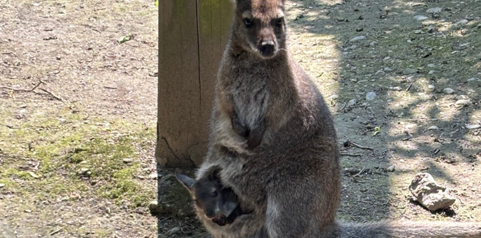 wallaby Bioparc