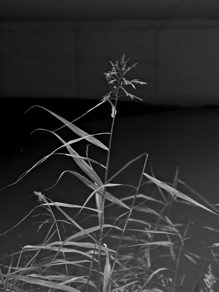 Photographie en noir et blanc d'un roseau