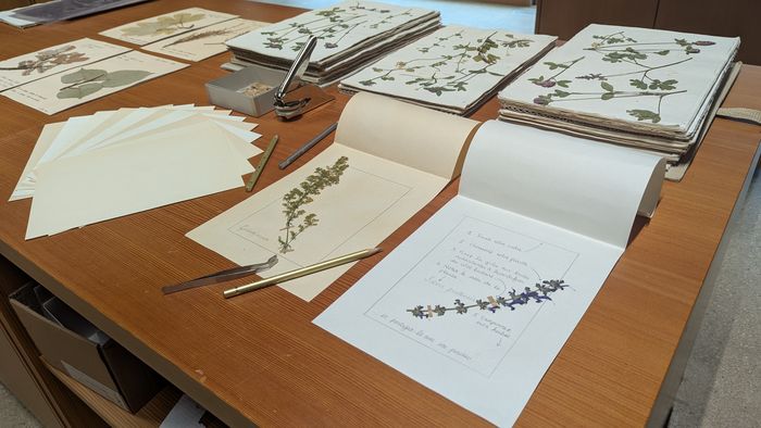 Montage d'une planche d'herbier