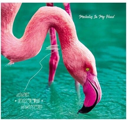 Flamand rose