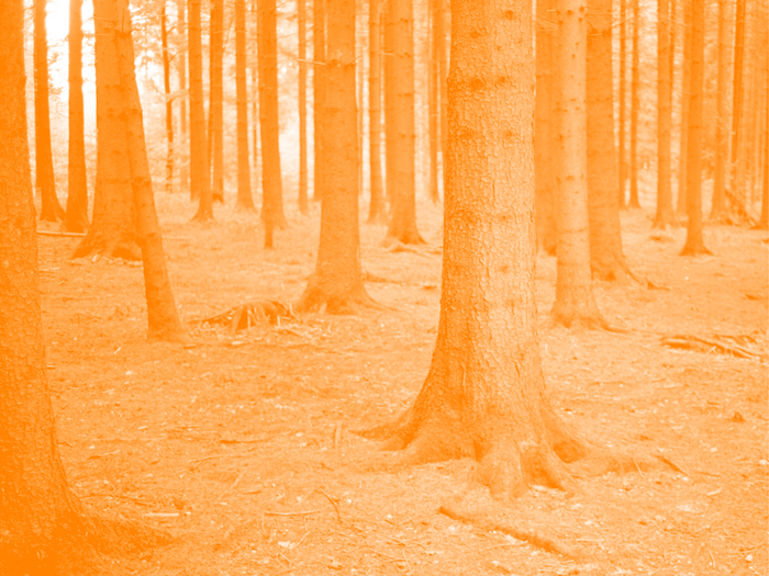 C'est la photo d'une fôret mais on voit que les arbres depuis le bas. On voit que les racines. La photo a un filtre de couleur.