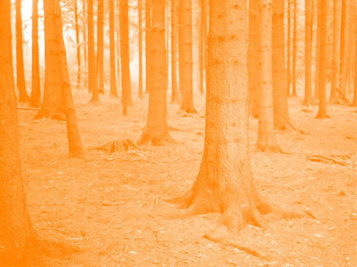 C'est la photo d'une fôret mais on voit que les arbres depuis le bas. On voit que les racines. La photo a un filtre de couleur.