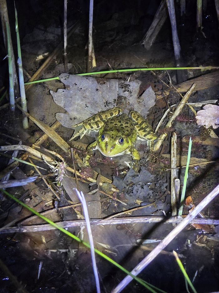 grenouille