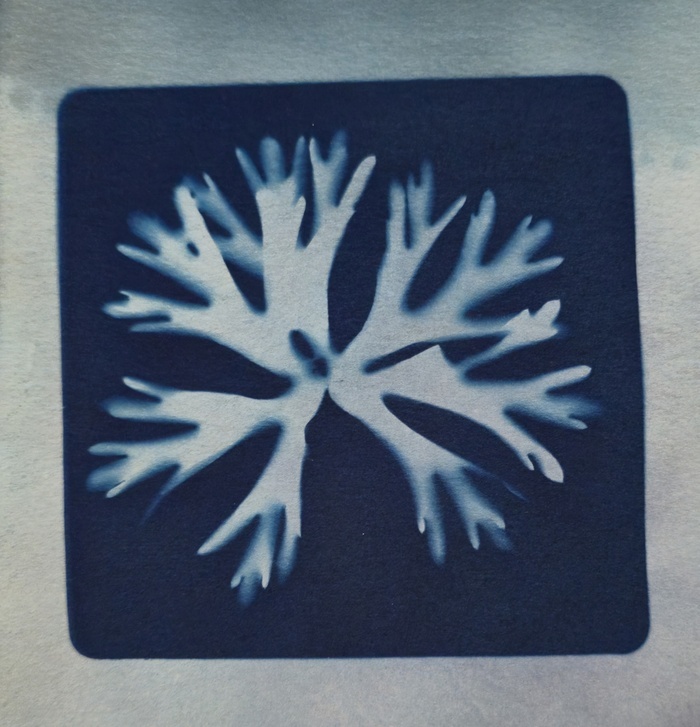 Empreinte végétale réalisée avec la technique cyanotype