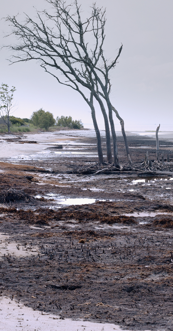 C'est la photo d'un arbre sans feuilles. Sur le bord d'une rivière presque à sec.