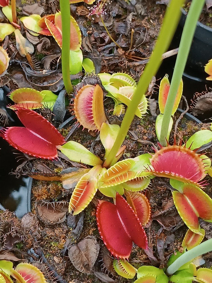 Gros plan des plantes carnivores
