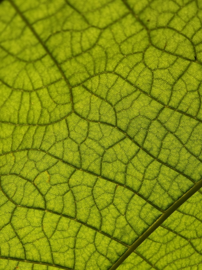 CJBG Macro d'une grande feuille dans une serre