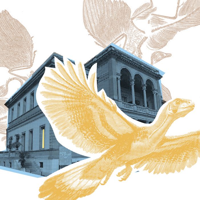 Dessin Archéopterix devant MHS