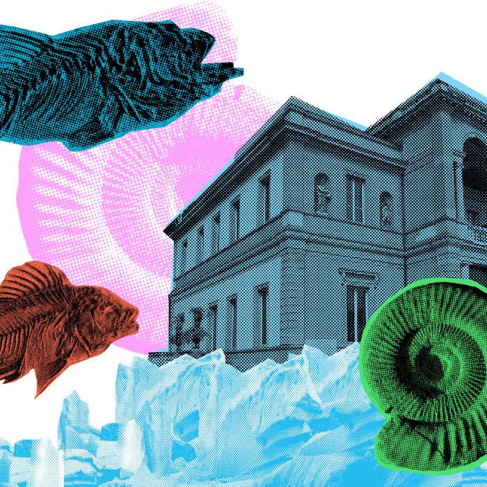 Dessin des fossiles et du MHS