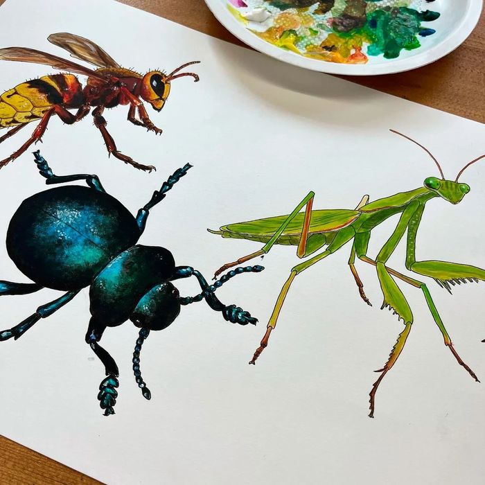 Une illustration en couleur avec trois insectes: une mante religieuse, un scarabée et une abeille.