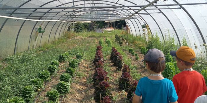 culture légumes
