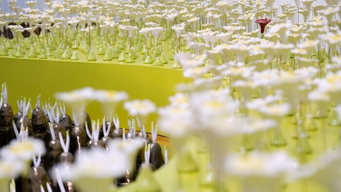 © Boris Dunand, Musée Ariana Installation d'António Vasconcelos Lapa : mille marguerites en céramique sont disposés sur un socle vert clair.
