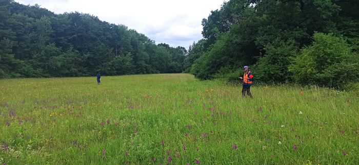 Travail de monitoring de la flore sur le terrain