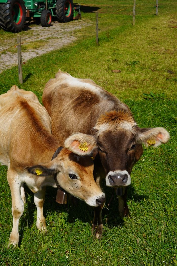 Deux vaches dans un champ