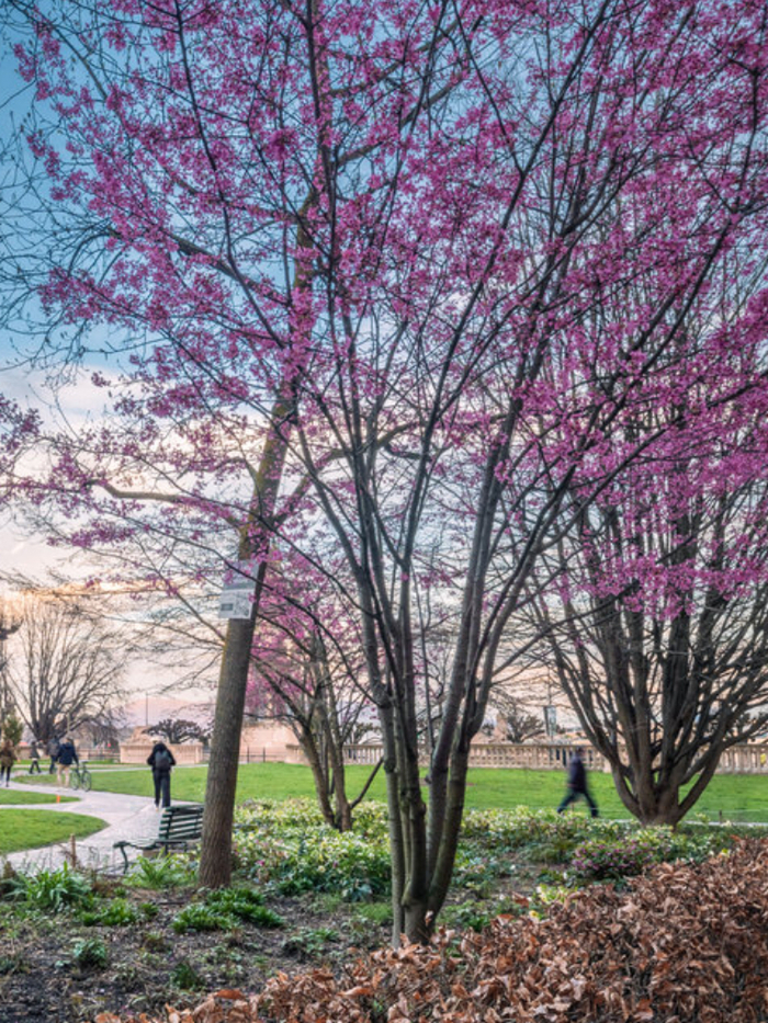 Couverture 40 arbres de la Ville de Genève au fil des saisons