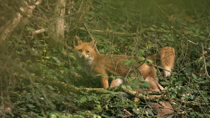 image du film avec renarde