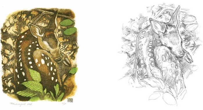 Dessin d'un jeune faon en couleurs et en noir et blanc