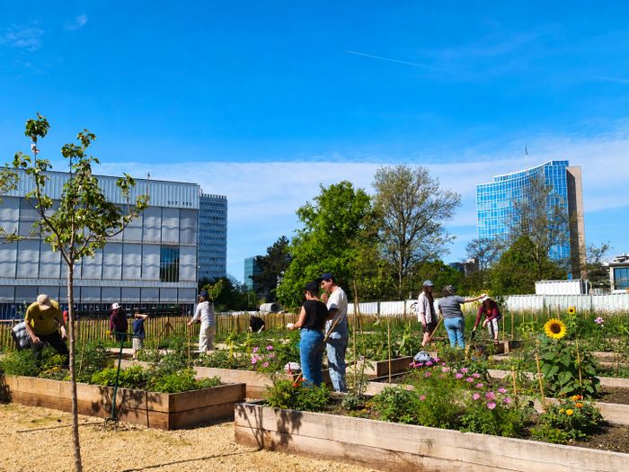 Jardin de la Paix fleuri au printemps, avec plusieurs personnes réunies et travaillant dans les différentes parcelles.