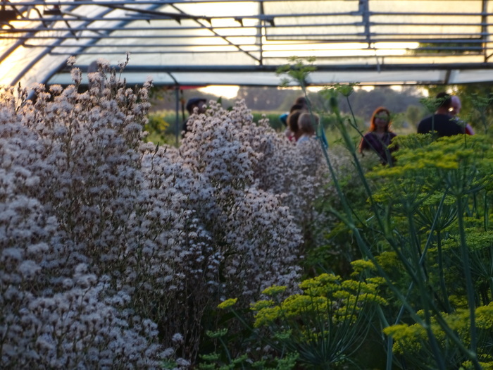ProSpecieRara Plantes en fleurs, avec semences dans une serre, avec des gens en arrière plan