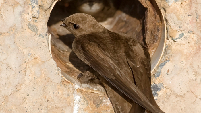 Occhiato Daniele, Station ornithologique suisse. Martinet pâle
