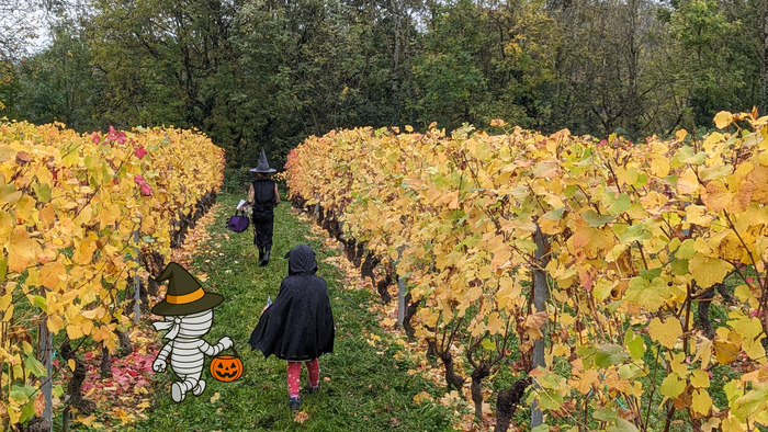 Chasse aux bonbons dans les vignes genève