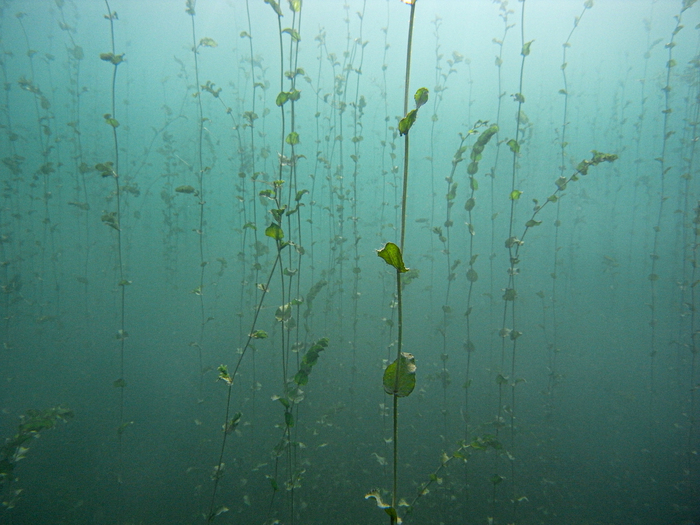 Association pour la sauvegarde du Léman Des potamots (plante aquatique) grimpent jusqu'à la surface