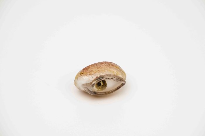 Œuvre de Mathilde Rosier. Il s'agit d'un œil humain réalisé en verre.