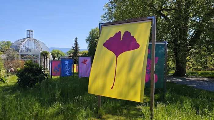 Voiles de couleurs vives avec dessin de plante