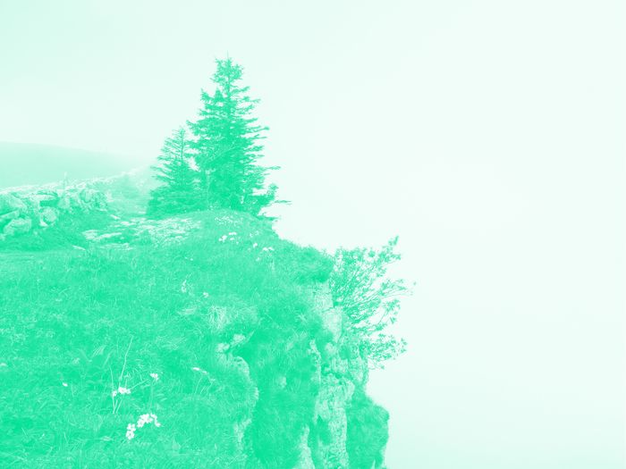 C'est la photo d'un precipice avec un arbre et un peu de végétation. La photo a un filtre de couleur.
