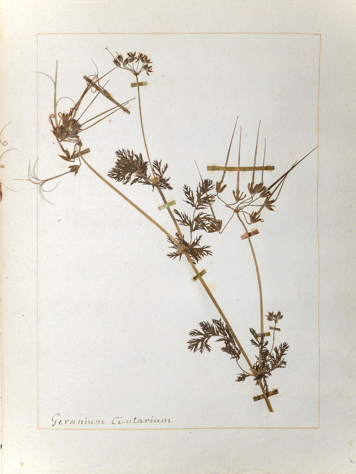 Une planche de l'herbier de Jean-Jacques Rousseau