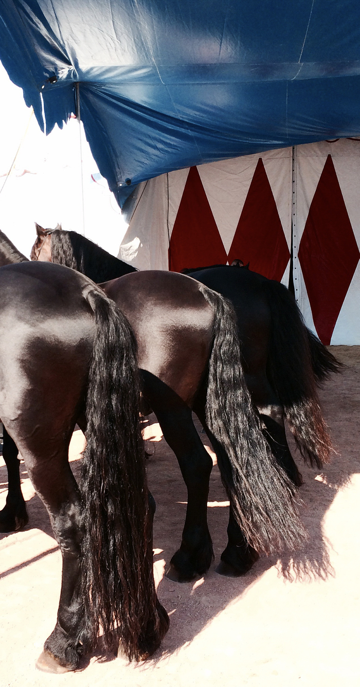 Ce sont des cheveaux devant un rideau de cirque. Mais on voit que leur crinière et leur arrière-train.