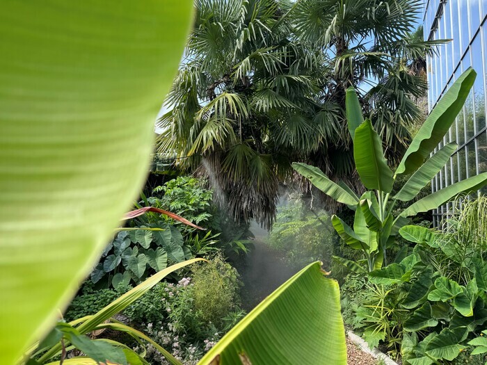 Feuilles de bananiers en extérieur