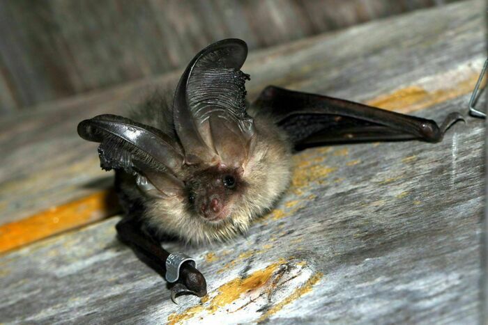 Chauve-souris