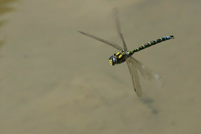 Libellule