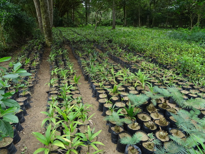 CJBG Plante en multiplication dans le cadre du projet Multipalms