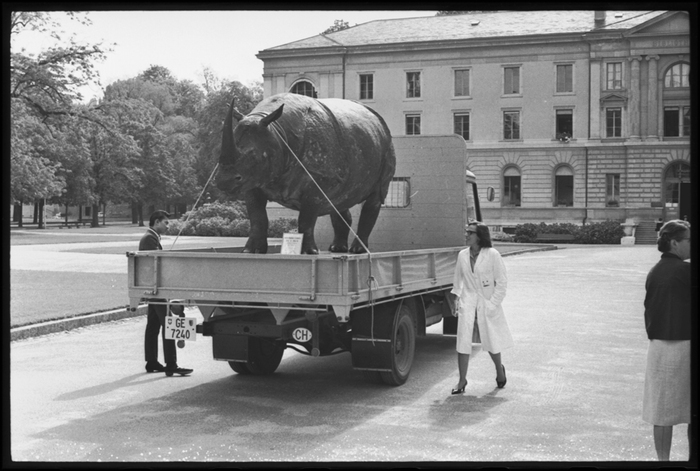 Émile Desarzens, 1965, Archives BGE /droits réservés Un rhinocéros taxidermisé sur une camionnette devant le bâtiment de la Bibliothèque de Genève
