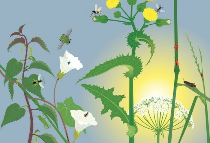 Anne Crausaz Une illustration en couleur réalisée par Anne Crausaz avec des plantes, des fleurs et des insectes,
