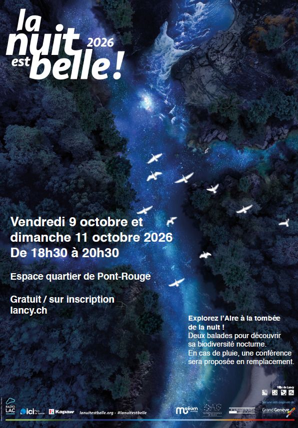 Une rivière vue du ciel de nuit avec des oiseaux.